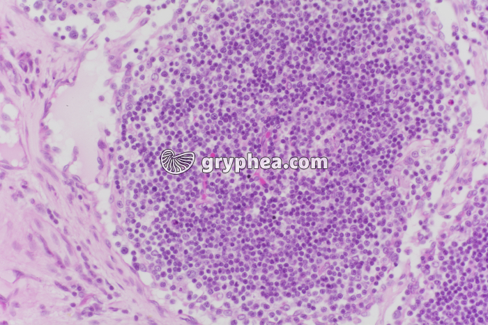 Thymus x40 - gryphea.org